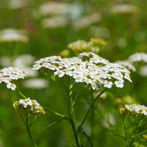 Achillée millefeuille