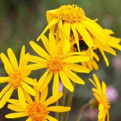 Arnica des montagnes