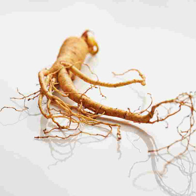 Ginseng blanc