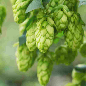 Houblon
