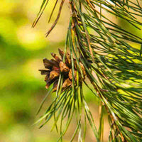 Pin sylvestre