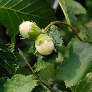 Feuille de noisetier