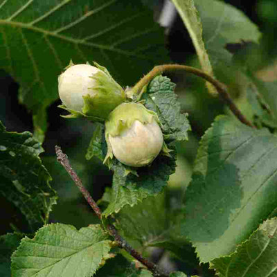 Feuille de noisetier